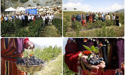 ANTALYA’DA ARONYAHASADI BAŞLADI