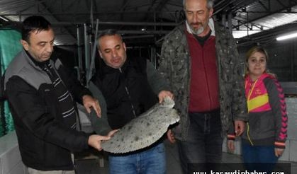 KALKAN BALIĞI ÜRETİMİ PROJESİ
