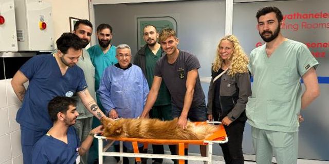 KÖPEĞE KANAL TEDAVİSİ VE DOLGU