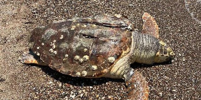 HIZ TEKNESİNİN ÇARPTIĞI CARETTA CARETTA ÖLDÜ