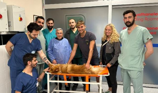 KÖPEĞE KANAL TEDAVİSİ VE DOLGU
