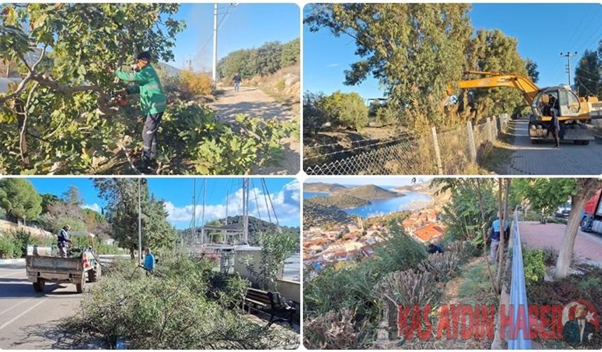 KAŞ BELEDİYESİNDEN AĞAÇ BUDAMA ÇALIŞMALARI