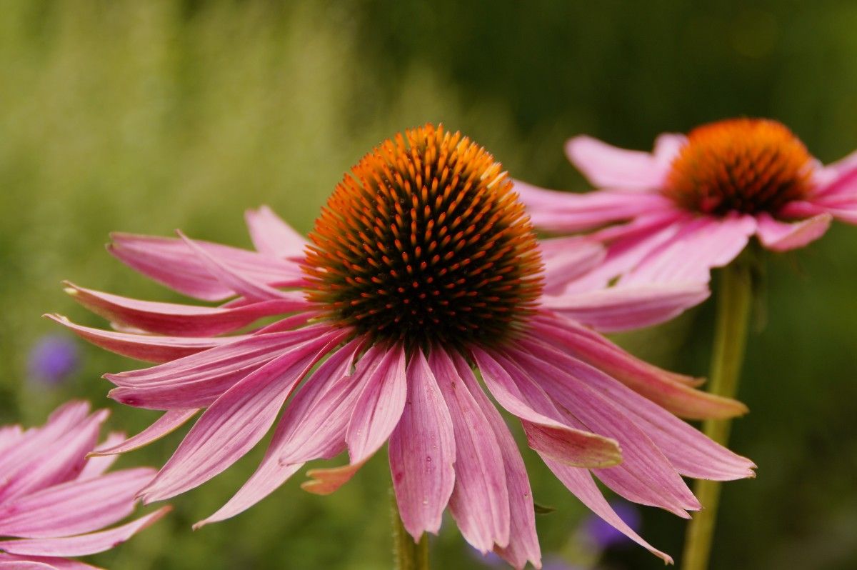 Echinacea(ekinezya)