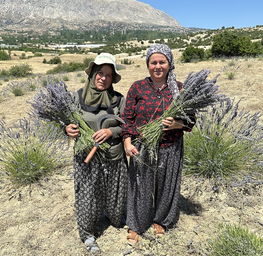 Kaş Lavanta Hasatı (16)